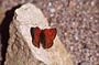 imago male, Tizi-Tarakatine, 1400 m, Djebel Lekst, Anti-Atlas sud-occidental